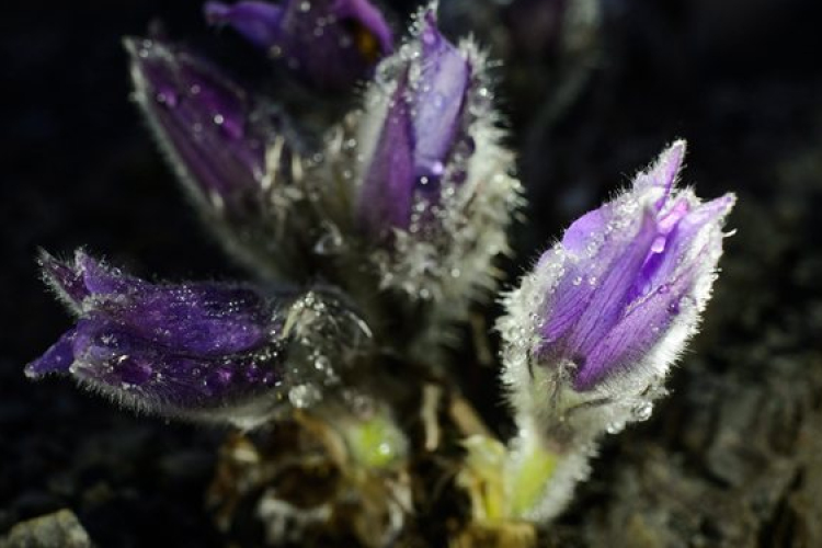 Virágzik a leánykökörcsin megyénkben