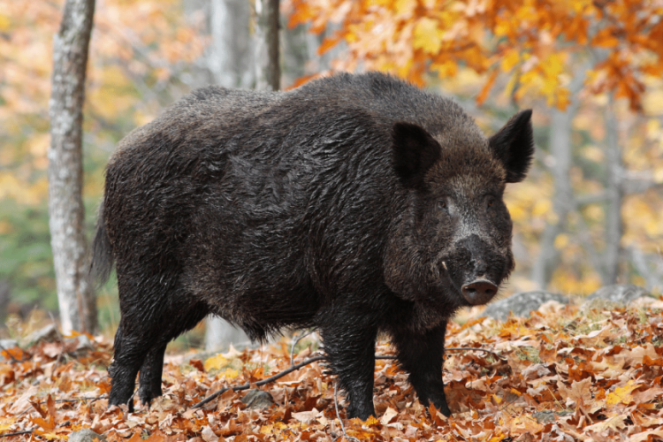 Kanadai szuperdisznók
