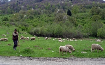 Gömöri pásztorokat és cigányzenészeket fotóztak és filmeztek