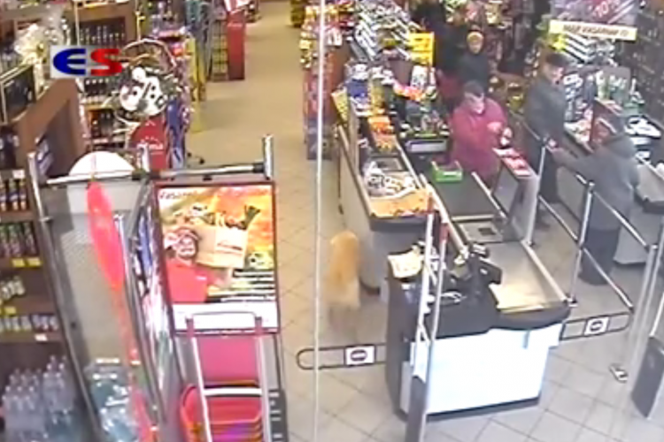 A legcukibb bolti tolvaj lopja a csokikat Vácon - VIDEÓ
