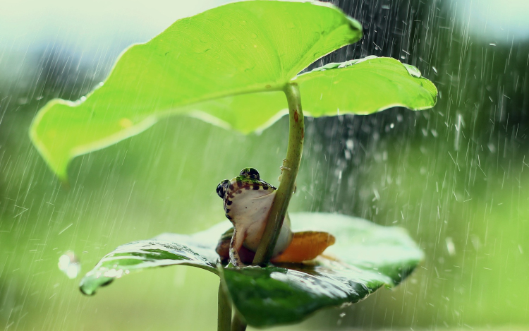 Hidegcsepp okoz esős, szeles időt.