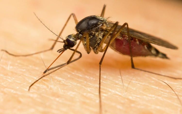 PTE: új betegségek jelenhetnek meg a hosszabb szúnyogszezon miatt.