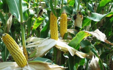 Vádemelési javaslat a kukoricatolvajok ügyében
