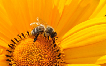 Összegyűltek a magyar aláírások a méhek megmentését célzó európai kezdeményezéshez 