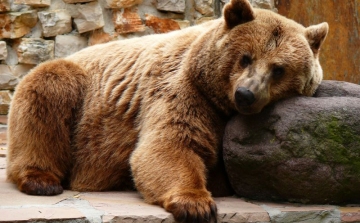 Medvék barangolhatnak be Nógrád megyébe