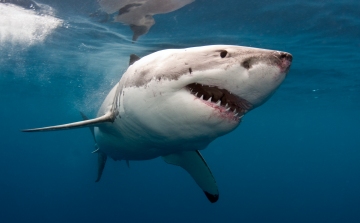 Családja szeme láttára végzett egy cápa egy fiatal ausztrál lánnyal 