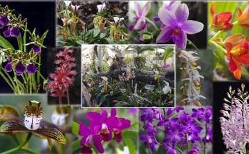 Tematikus sétákon mutatják be a szegedi füvészkert orchideagyűjteményét.