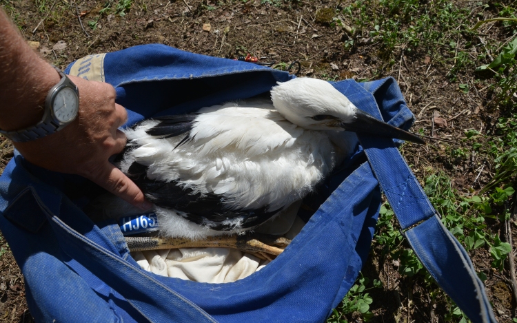 Dél-Afrikában fotózták le a Rimócról kirepült fiatal gólyát