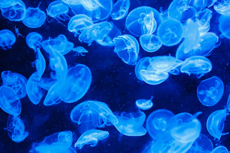 Különleges medúzák inváziója lepte el az ausztrál partokat