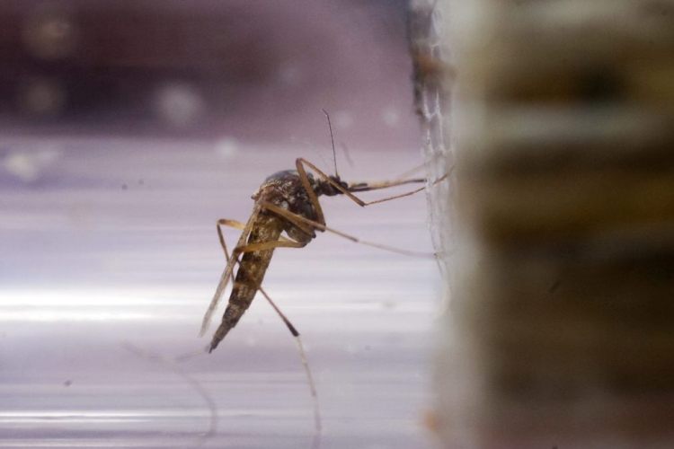 Szúnyoglárvák elleni tablettákat osztanak Pécsen.