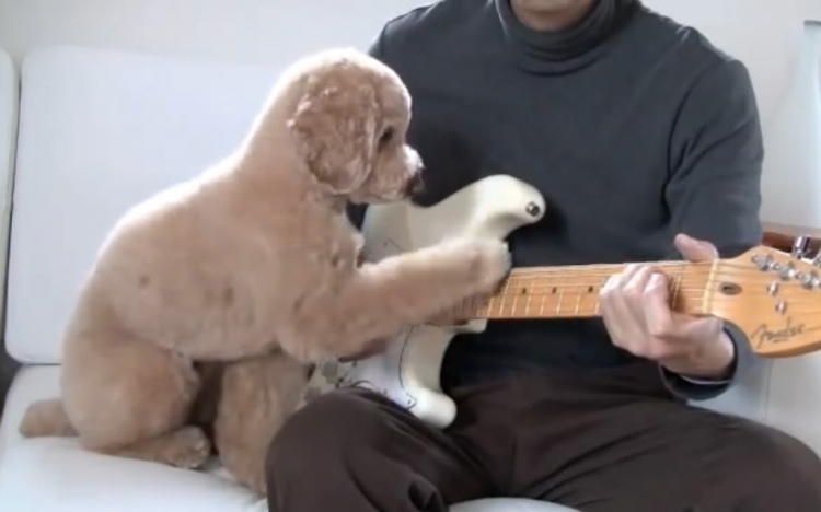 Napi cuki videó: zabálni valóan édesen gitározik... és kutyus