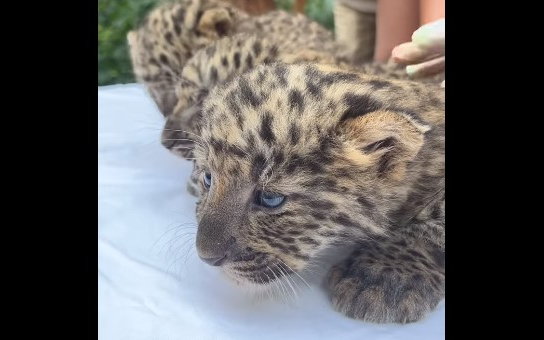 Észak-kínai leopárd hármasikrek születtek a Nyíregyházi Állatparkban