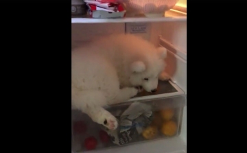 Amikor melege van a cuki kutyának, jöhet a hűtő – VIDEÓ