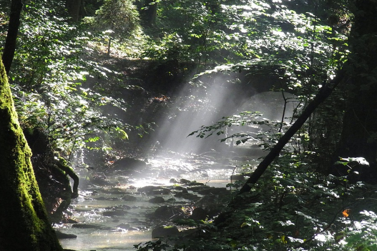 Három térségben Muzsikál az erdő