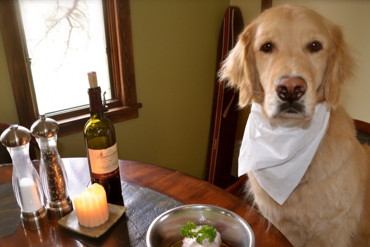 Nem mindegy, hogy mi lesz a kutya vacsorája – táp-teszt