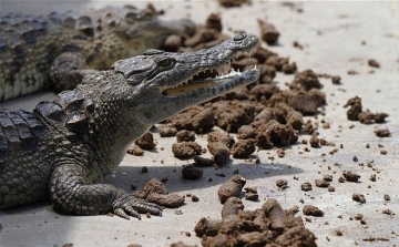 Vegetáriánus étrenden tartják a krokodilokat, hogy szebb kiegészítőkké váljanak