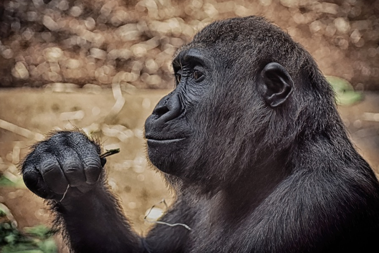 Megölt egy csecsemőt egy majom az indiai Agrában