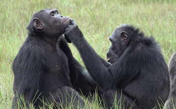 A csimpánzok az emberekhez hasonlóan beszélgetnek, de nem a szájukkal