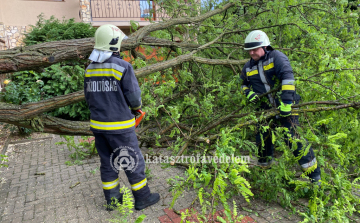 Több településen is gondot okoztak a kidőlt fák!