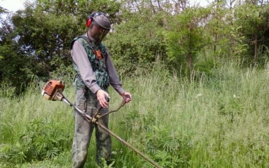 A parlagfű elleni védekezést már most meg kell kezdeni