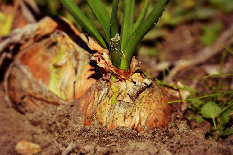 Új támogatási programot hirdet a viharkárok enyhítésére az agrártárca