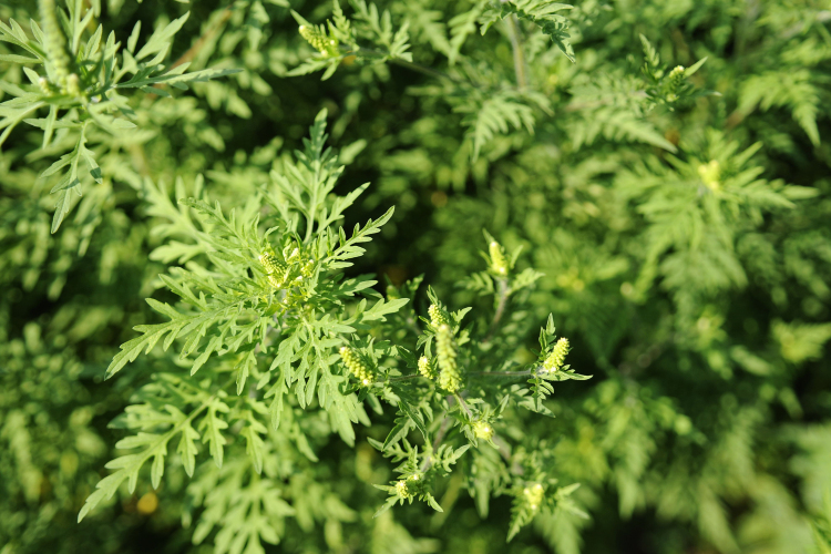 Elindult a Polgárőr parlagfű teszedd program