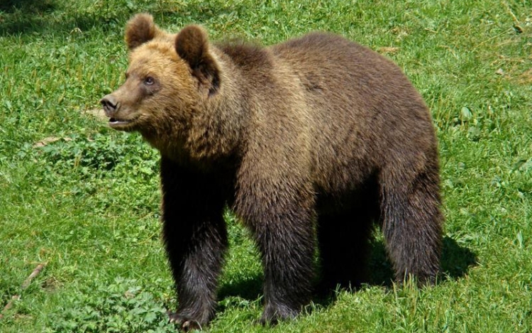 A medvék megjelenése óvatosságra int, de pánikra nincsen ok Nógrádban