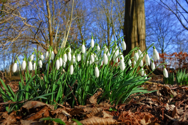 Szeles, de kora tavaszias idő.