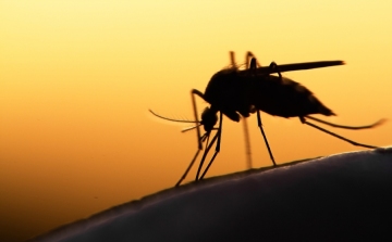 A szúnyogcsípés újabb veszélyei a házi kedvencekre
