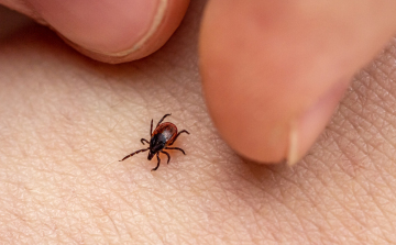 Egyre több gyereket visznek kullancscsípéssel orvoshoz