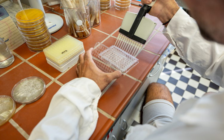 A járomspórás gombák okozta fertőzésekre keresnek új megoldást az SZTE kutatói.