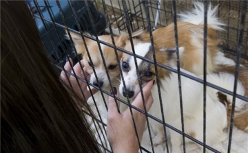 Szörnyű körülmények között sínylődött több mint száz kutya Söjtörön