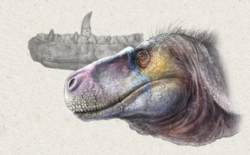 Két új dinoszauruszfajt azonosítottak a Hátszegi-medencében