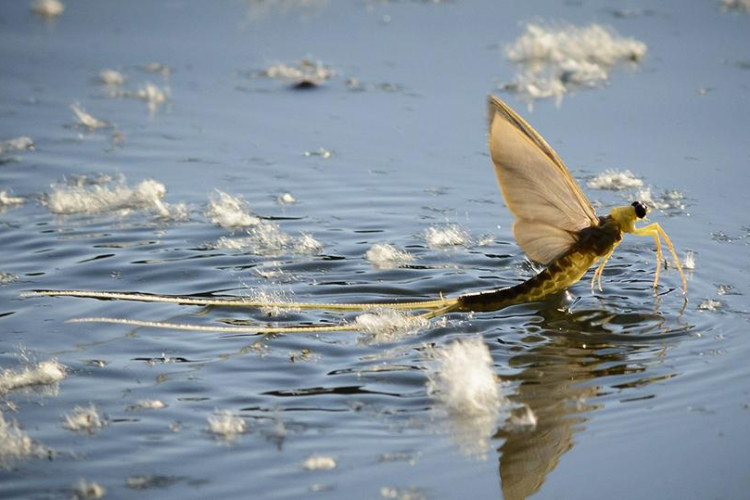 A megszokottnál korábban kezdődött a kérészrajzás a Tisza Szeged alatti szakaszán.