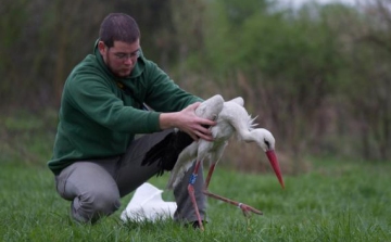 Dél-Afrikáig jutott vándorútján a rimóci jeladós fehér gólya