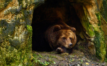 Az emberek és a medvék együttéléséről világosítja fel a helyieket a lengyel tátrai nemzeti park
