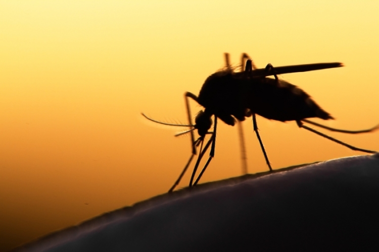 A szúnyogcsípés újabb veszélyei a házi kedvencekre