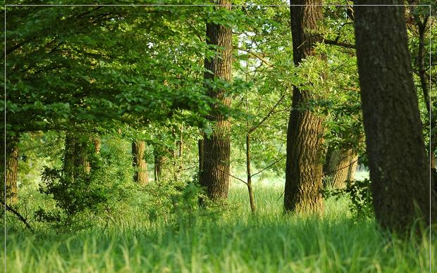 Keresik a Karancs-Medves fáját