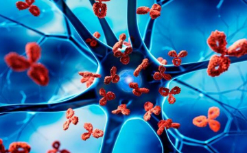 Ezért gyakoribb nőknél az autoimmun betegség