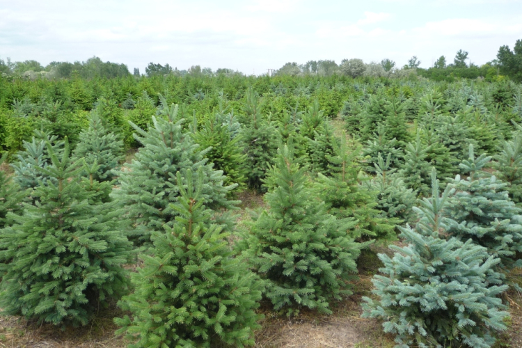 Csaknem 10 százalékkal drágulhat idén a karácsonyfa