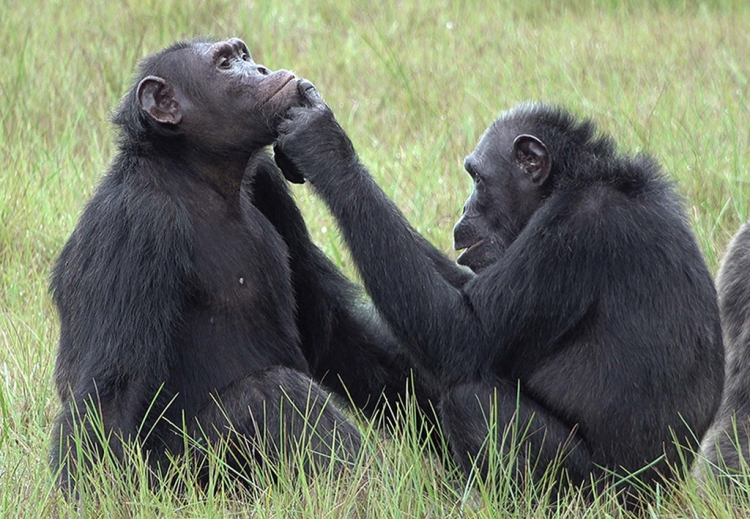 A csimpánzok az emberekhez hasonlóan beszélgetnek, de nem a szájukkal