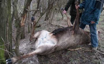 Orvvadászat és állatkínzás miatt áll bíróság elé