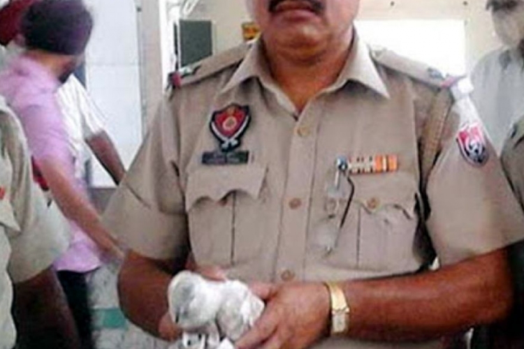 Őrizetbe vettek egy galambot Indiában 