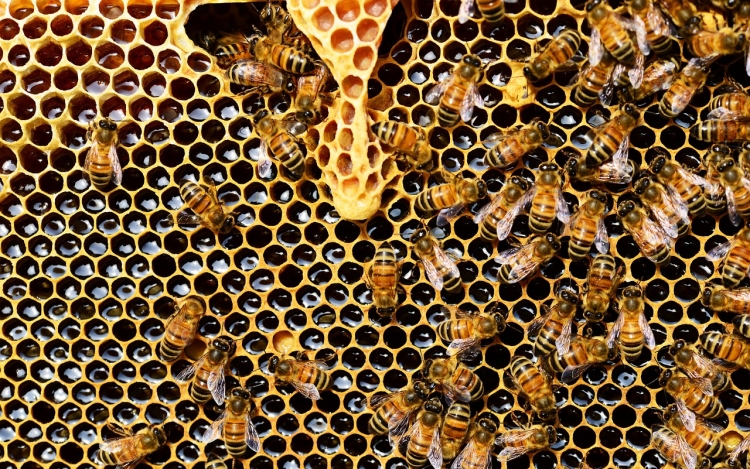 Szigorítaná a méhek védelmét az Európai Parlament