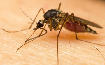 PTE: új betegségek jelenhetnek meg a hosszabb szúnyogszezon miatt.