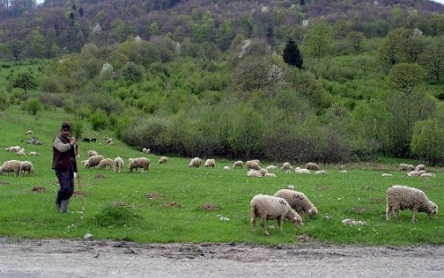 Gömöri pásztorokat és cigányzenészeket fotóztak és filmeztek