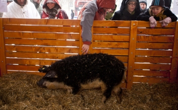 Az USA-ba utazik a magyar mangalica