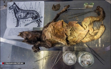 Felboncolták a világ legidősebb ismert kutyamúmiáját