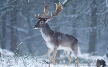 Marad az enyhe idő!