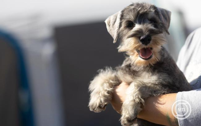 A háziállatok védelmére hívják fel a figyelmet a szilveszteri tűzijátékok idején az állatvédők